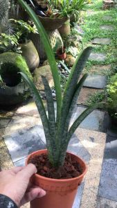 Billbergia Quesnelia Marmorata ( 積水风梨/ bromeliad )