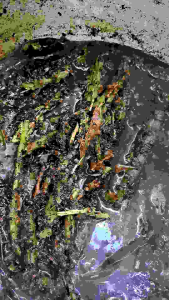 ผมหงอกลดลูกปาก เพิ่มไรผม จากธรรมชาติ100% ยี่ห้อพันธุ์ไทยเฮิร์บ [30มล]