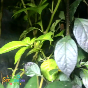 10 BUTIR BIJI/BENIH TANAMAN CABE BLACK PEARL PEPPER