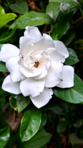 ต้นดอกพุดซ้อนดอกหอม