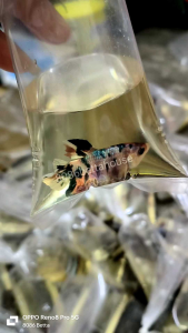 ikan laga斗鱼批发*ikan borong(Betta fish)MALE size SML(random- 10 ekor )sample