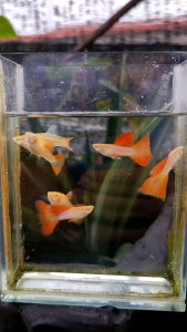 ALBINO GUPPY RED LACE PAIR