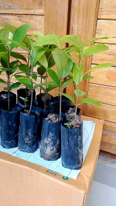 ต้นยางนา คัดเกรด ขนาด 30- 50 เซนติเมตร ชุด 20 ถุง ในราคาสุดคุ้ม 170 บาท