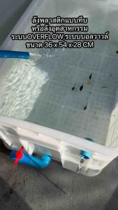 ลังพลาสติกแบบทึบท่อขาว overflow ระบบวาวล์ปิดเปิดน้ำได้ อ่างเลี้ยงปลา อ่างเลี้ยงปลา กะบะปลา อ่างปลาบอลลูน อ่างปลาเมกาดะ