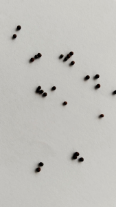 Benih biji sawi pakcoy isi (150 biji) Bibit pakcoy