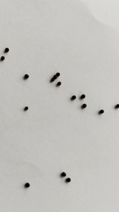 BENIH BIJI CAISIM 500 BIJI BENIH BIJI SAWI CAISIM MANIS