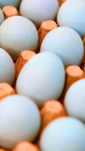 TELUR ASIN MURAH GROSIR JAKARTA - YANTI TELUR ASIN MURAH SIAP KIRIM