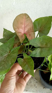 ต้นออมนาค ออมเงิน ออมทอง ไม้มงคล กระถาง 4 นิ้ว