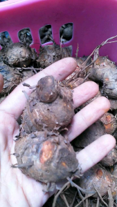 Kunyit Biang segar 1 Kg