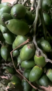 1kg Buah Pinang Muda Segar-jambe muda fresh