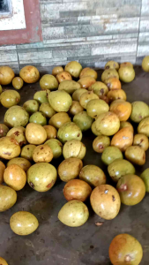 Buah sawo Manila tua siap matang fress petik harga / 1kg