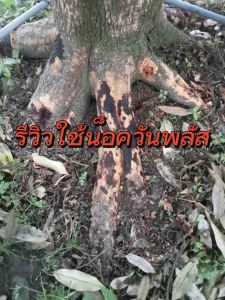 น็อควันพลัส ขนาด 1 ลิตร สูตรเด็ด ป้องกันและรักษาเชื้อราพืช โรคใบไหม้ ใบจุด ราสนิม ราน้ำค้าง ฟิวซาเรียม ไฟท็อป