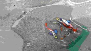 Platinum Dumbo Ear Guppy Pair1 （male +female) 红尾大耳对鱼