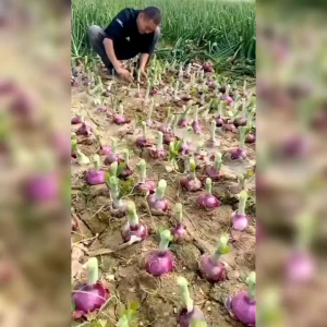 BENIH BAWANG BOMBAY MERAH BESAR (KEMASAN ORIGINAL)