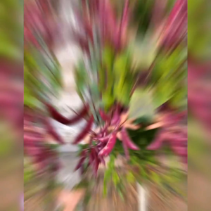 BENIH KORO UNGU IMPORT (KEMASAN ORIGINAL)