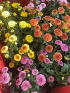 ต้นเบญจมาศ#คละสี#กระถาง 3 นิ้ว