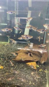 Harlequin Rasbora