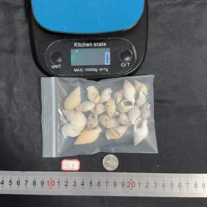 เปลือกหอยสังข์สีขาวขุ่นขนาดเล็ก 50g DA HUI MI สำหรับตกแต่งสวนและงานฝีมือ size:2-4cm