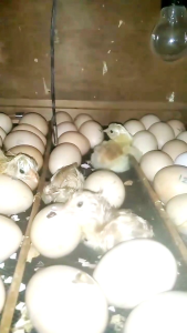 telur fertil ayam Merawang f2 untuk ditetaskan