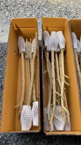 กิ่งตอนผักหวานป่า ยอดเหลืองใบกลมไซร์กลาง สมุดเราแล้ว ส่งตรงจากสวน