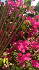 Đũa Buông Bình Thuận (10 Đôi hàng tuyển chọn từng đôi Nâu đen đẹp nhất tự nhiên 100%) Bạn là người cầu toàn thì đây là đũa chân ái