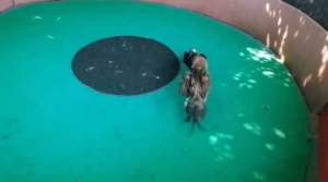 ไข่ไก่ชนพม่า เจ้าเยียร์จูเนียร์ ม้าล่อรำวง แข้งคม แม่นสุดๆ