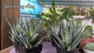 Sen đá móng rồng size 78cm chậu nhựa cứng cây để bàn cây trang trí cây văn phòng
