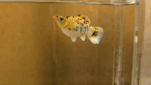 Pikachu Roundtail Balloon Molly Fish(Female) 短身气球茉莉鱼(母)❗️(Not random fish)❗️Fish same as order❗️37