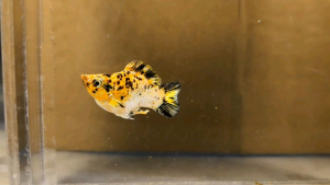 Pikachu Roundtail Balloon Molly Fish(Male) 短身气球茉莉鱼(公)❗️(Not random fish)❗️Fish same as order❗️37