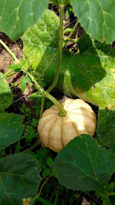 เมล็ดพันธุ์ฟักทองไข่มันลืมผัว  15 เมล็ด