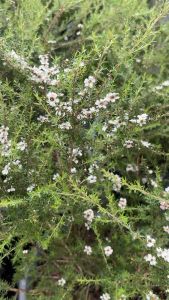 #น้องมานูก้าขาวละมุน #น่ารัก #ออกดอกตลอดปี เลี้ยงง่ายสุดสำหรับบ้านเรา  🌸📌📌  ต้น #มานูก้า #ดอกขาวละมุนน    #มานูก้า #ต้นสวย #ออกดอกทั้งปี  #ส่งพร้อมกระถาง      #ต้นมานูก้า(#Manuka) #ต้นไม้Rare Items หายาก ดอกสวย น่ารัก     ต้นมานููก้าเป็นไม้พุุ่มเตี้ยที