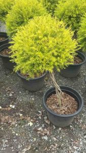 #ต้นหลิวทองนำโชค #หลิวทองกันยุง #หลิวทองทรงบอนไซ พุ่มสวย ( ต้นไม้นำเข้า) ต้นไม้หายาก ต้นหลิวทอง (ไม้มงคล) ต้นจริง เป็นต้นจริงนะคะ รับรองสวยทุกต้นค่ะ ✅ สูง 100-150 ซม ใครที่ชอบไม้ประดับ พุ่มสวยๆ ไม่ควรพลาดเลยคับต้นนี้ ต้นหลิวทอง ต้นไม้ประดับมงคล สี