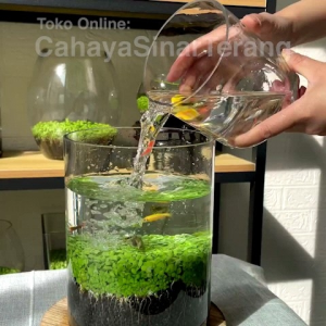 Biji Benih Rumput Akuarium: Panduan Lengkap