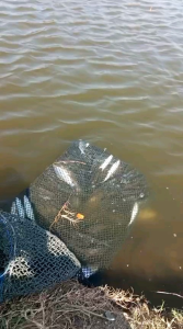 Essen Djasun Ikan Nila dan Mas Gacor untuk Alam liar atau Kolam pancing