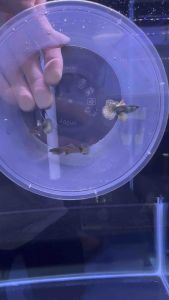 🔥CKH Aquatic🔥 Guppy Yellow Dragon 孔雀鱼黄龙