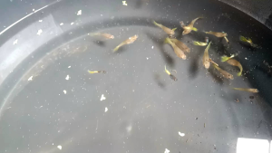 1 pasang Yellow PINGU READY BREED