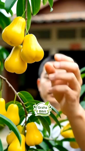 BIBIT TANAMAN JAMBU CITRA isi 3 PAKET KUNING HITAM & UNGU🌱Bibit Jambu Citra ini Terbaik Dengan Kualitas PremiumCukup Umur Akar Kuat Sehat Dan Siap Tanam. Bibit Pohon Buah Jambu Citra isi 3 Paket Sudah Berbuah .Yuk dicekout Sekarang Pemesanan Bisa COD