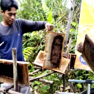 Madu Asli 100% Nektar Hutan Akasia 1KG tanpa campuran
