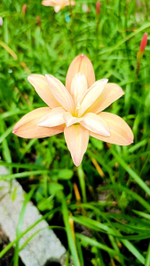 บัวดิน Z.Yanti chandra 3 หัว