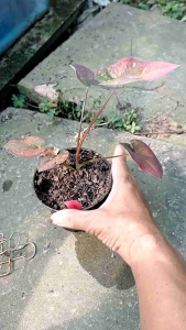 บอนสี ณ เมืองนนท์