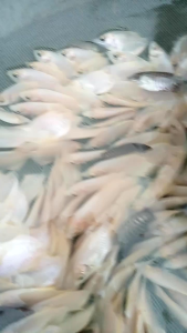 paketan 10 Gurame Padang jempol Berkwalitas