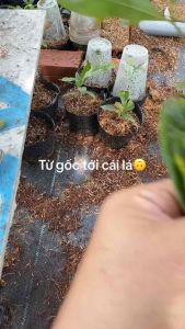 Kích rễ cực mạnh NO1  kích rễ cho gốc - chiết cành - găm cành