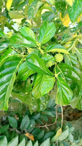 Lá Nhàu Tươi -(1kg)