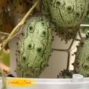 [Virladia Seeds] 8 Biji Benih tanaman Buah Kiwano