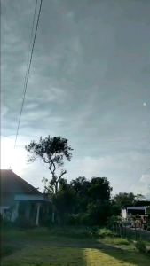 Variasi Terbaru Benih Terong Pondo Hijau