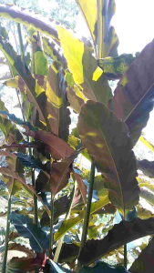 daun honje kecombrang obat kulit 1kg