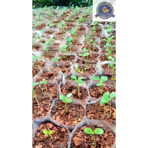 Bibit pepaya Calina isi 500 butir (10 gram) - PUTRA TUNAS