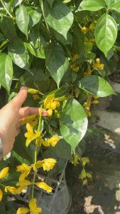 #มาลัยทอง #ไม้มงคลที่ช่วยเสริมวาสนาและความมั่งคั่ง #Golden Wreath #มาลัยทอง ชื่อวิทยาศาสตร์ Petreovitex bambusetorum King ชื่ออื่นๆ มาลัยนงนุช วงศ์ Lamiaceae มาลัยทอง เป็นไม้ดอกที่นิยมนำมาทำซุ้มประตูหรือซุ้มทางเดินค่อนข้างมาก เนื่องจากเป็นไม้เลื้อยที่มีช่