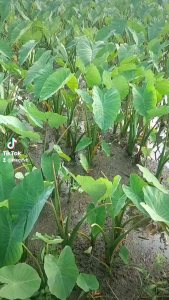 Resellers package KATNGA Dried Taro Leaves Laing Natong Gabi Bicol 25 packs