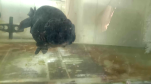 Black lionchu/ baby (2 ~4/5inci/黑寿星2寸~4/5寸